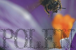 Polen: A Unique Display Font for Crafters